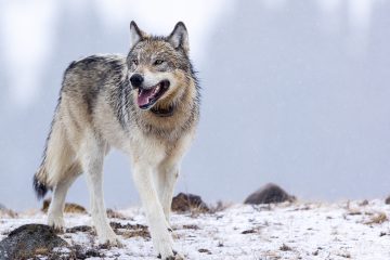 Yellowstone Wolf Tours: 6-Day Winter Watching Package | Yellowstone ...