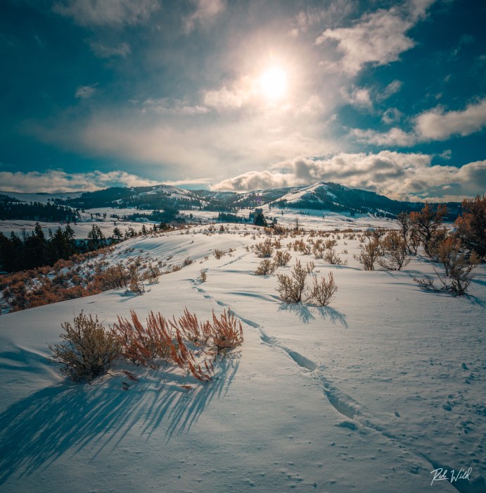 Snowshoe Excursion | Yellowstone Wild Tours