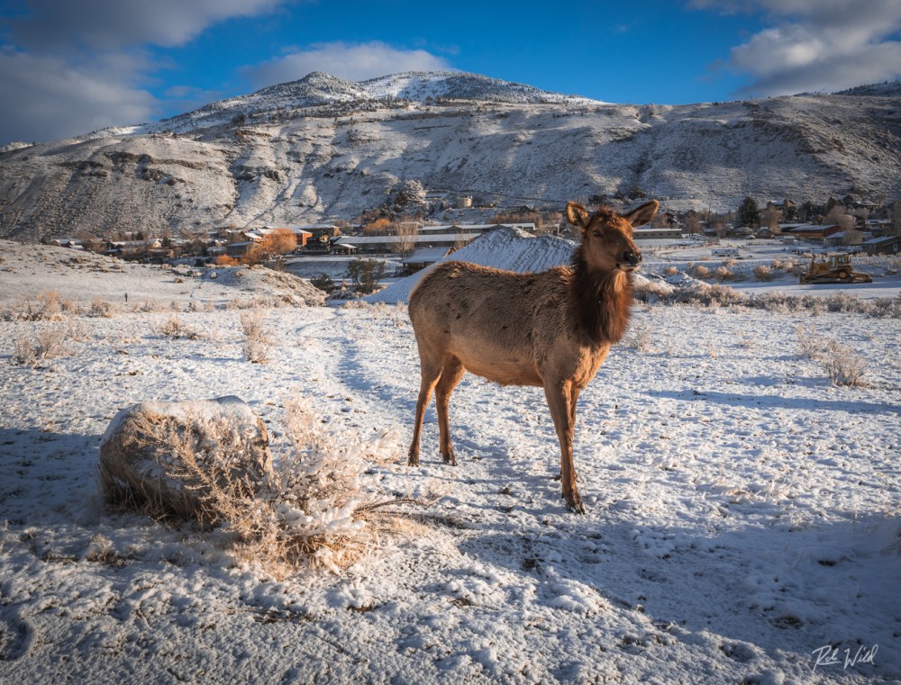 an elk on snow covered mountain near the town of Gardiner, MT