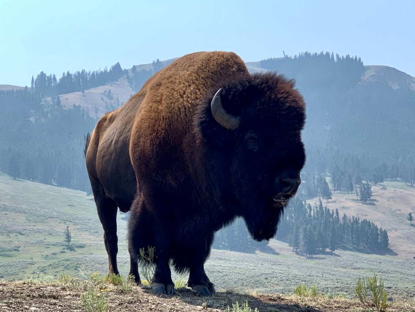 a large bull bison standing on top of a hill viewing a matriarchal herd