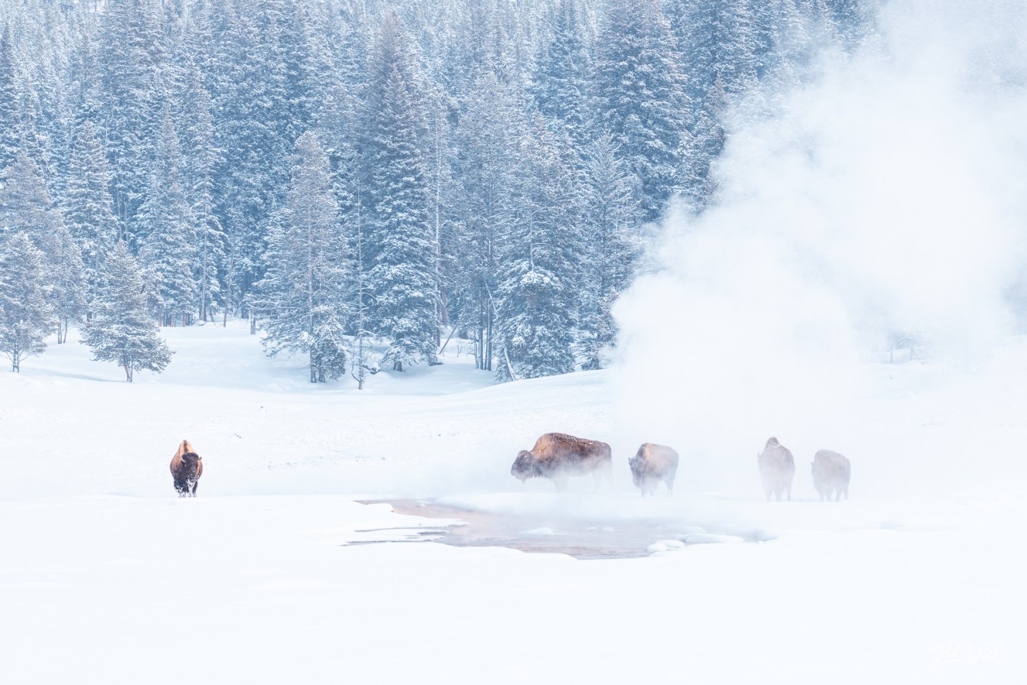 Bison shrouded in the steam of a Yellowstone thermal feature in winter