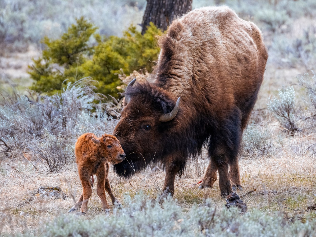 a bison cow nuzzles her calf shortly after giving birth