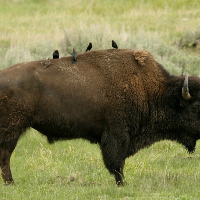 Buffalo Birds And Bison – A Yellowstone Sighting | Yellowstone 