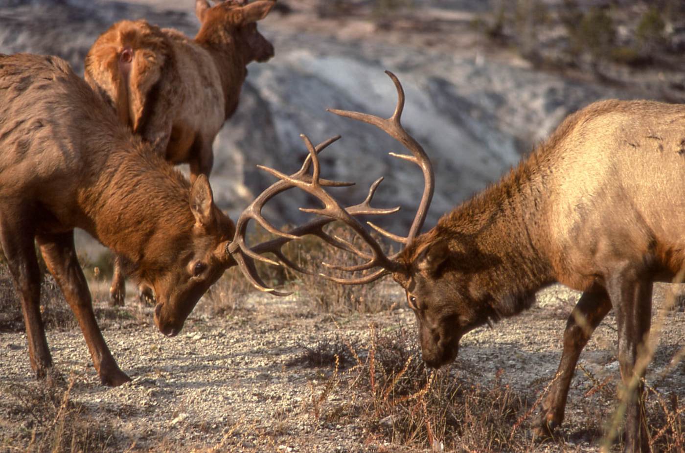 Grand Cycle Of Life: The Bison & Elk Rut | Yellowstone Wild Tours