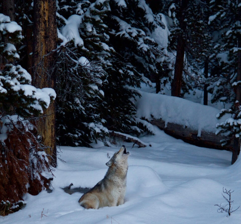 a wolf howling in yellowstone