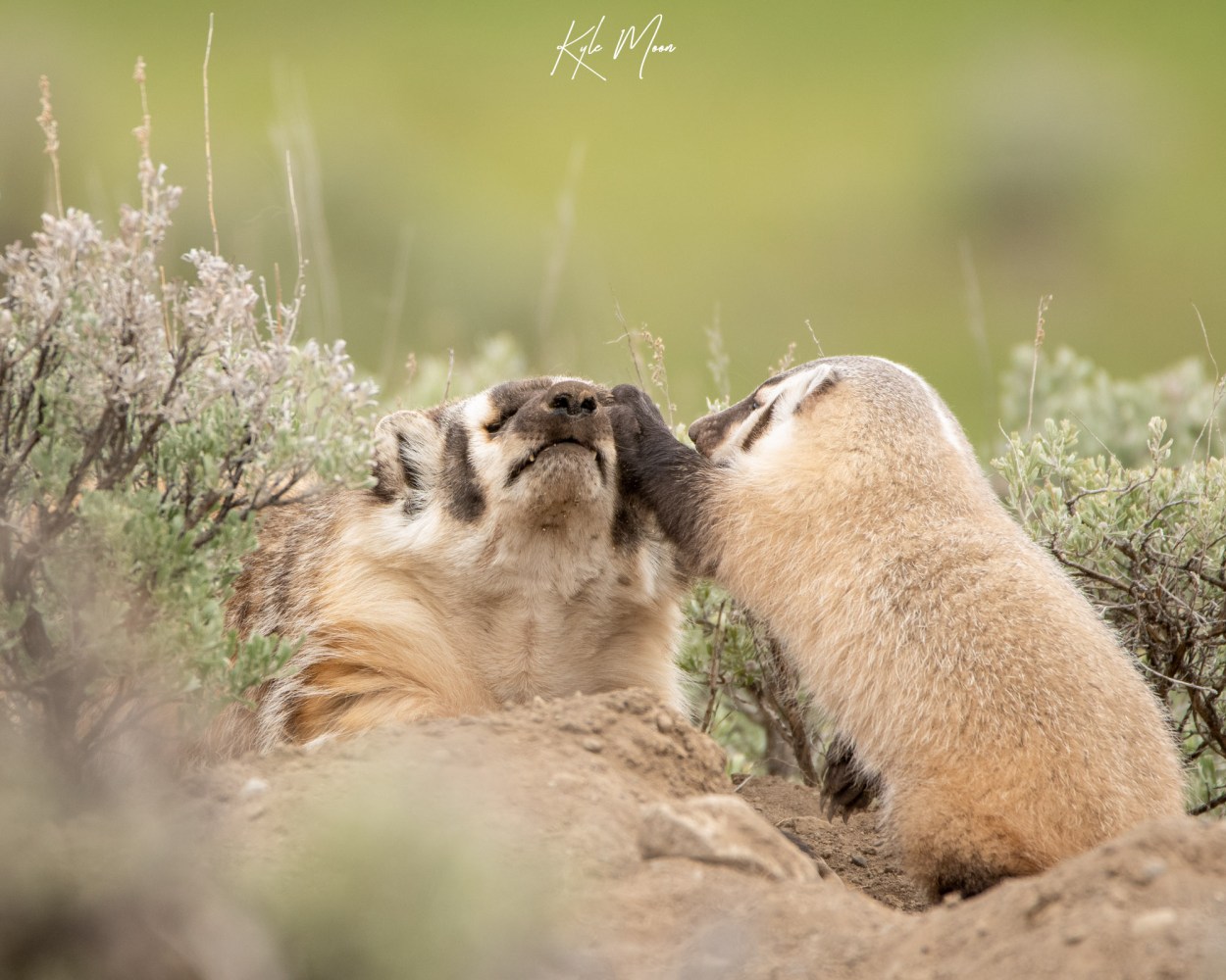 A Badger kit pats its mothers nose at a den in Yellowstone National Park