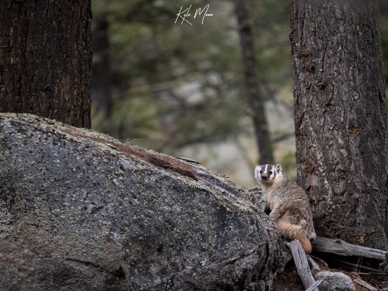 American badger sits on a glacial erratic in Yellowstone's Little America