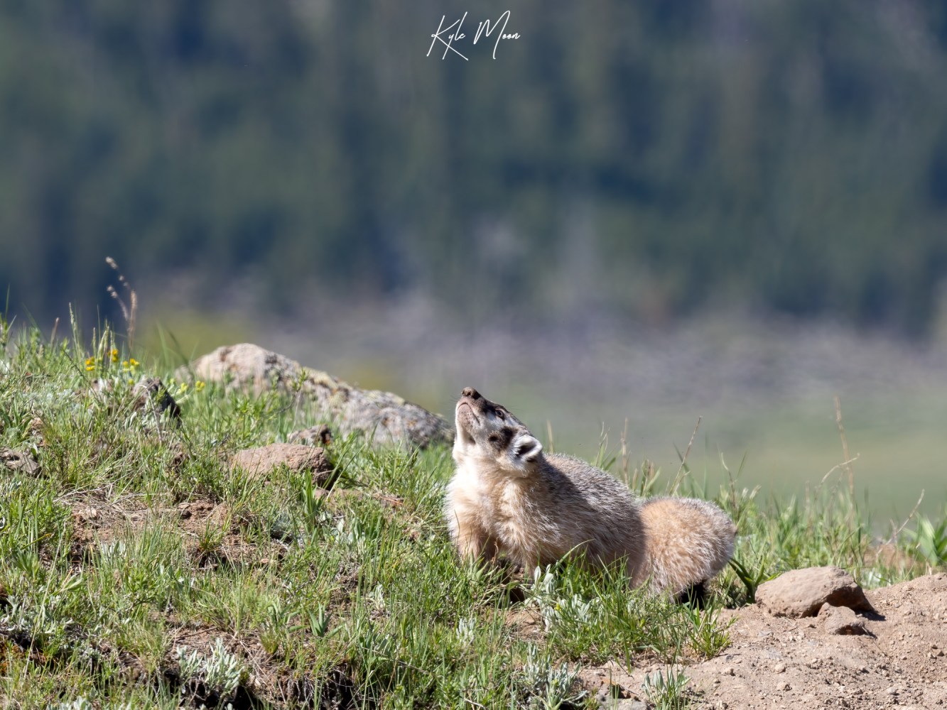 A badger sniffing the air of Yellowstone's Northern Range