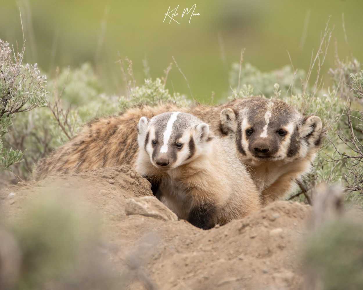 American badger with kit sitting on den opening in Yellowstone