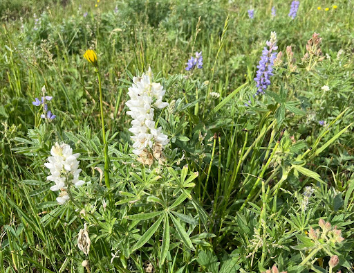 a close up of a flower garden