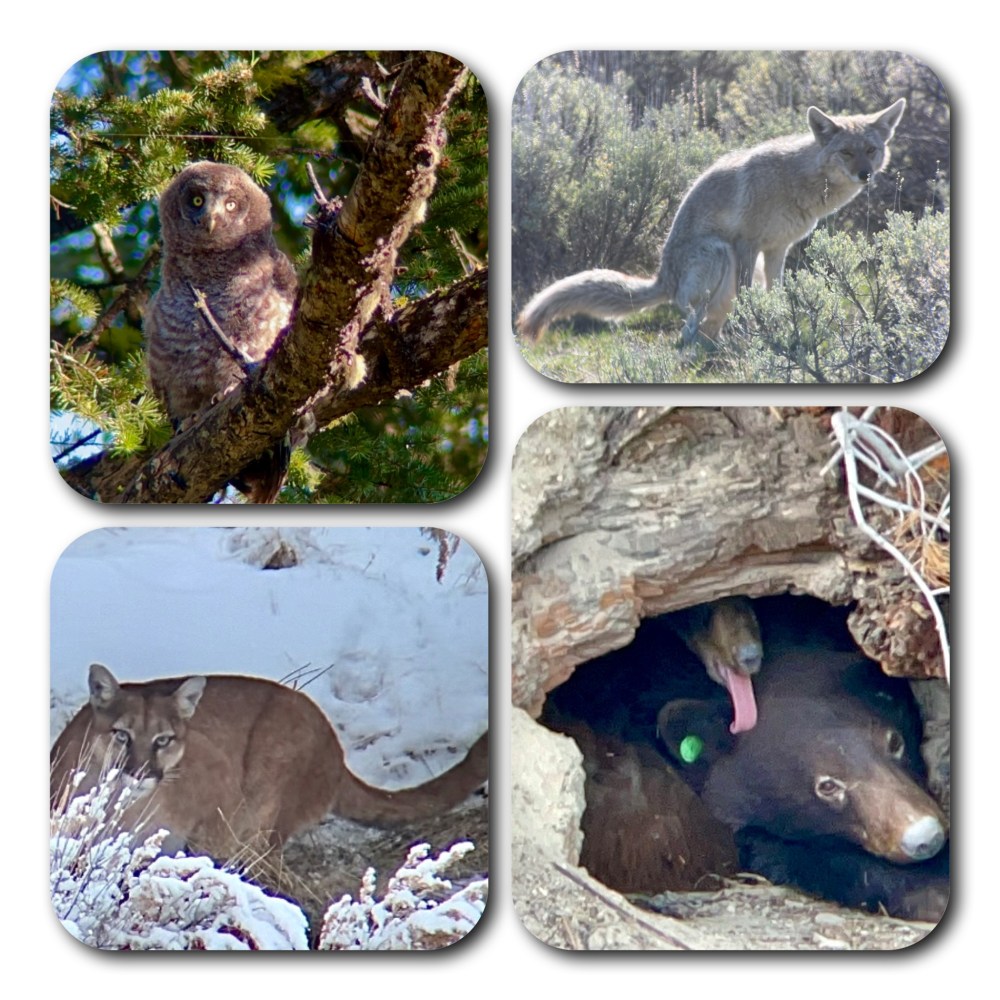 great gray owlet, coyote pooping, mountain lion, and black bear and cub in den