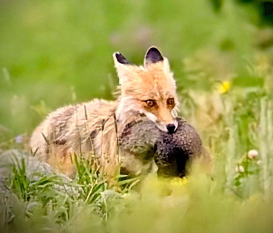 Red fox in Yellowstone carrying a marmot it hunted in its mouth