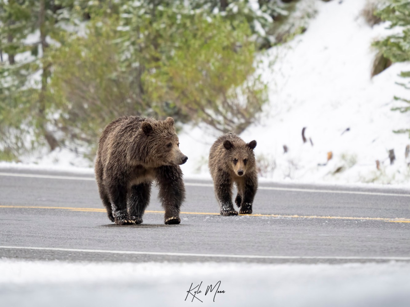 a brown bear walking across a street