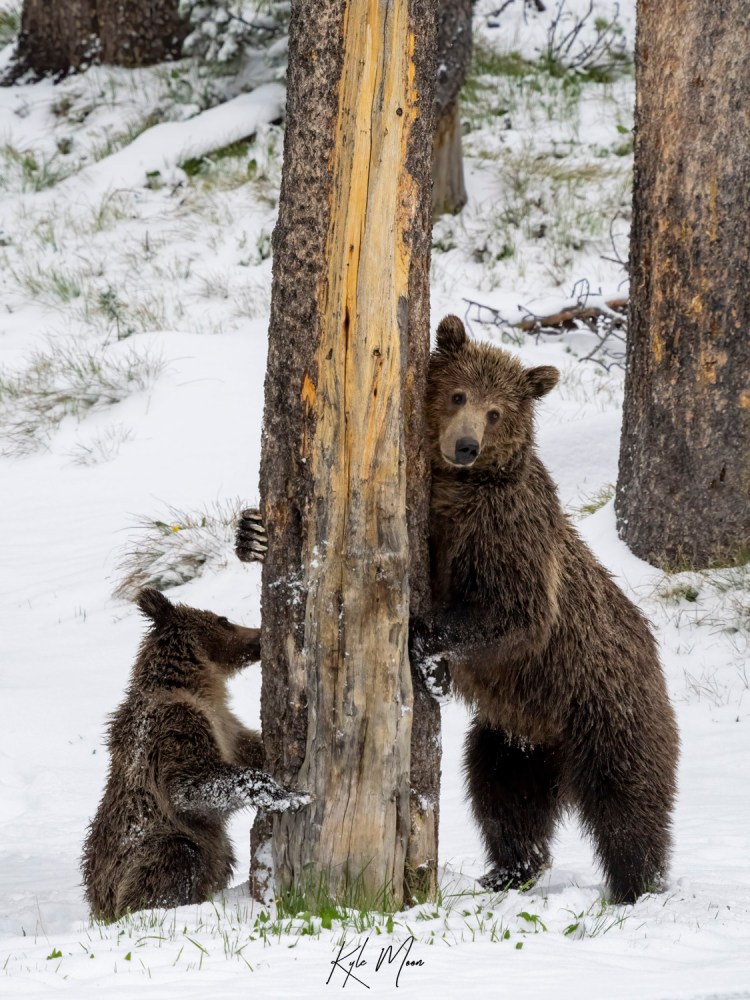 a bear that is standing in the snow