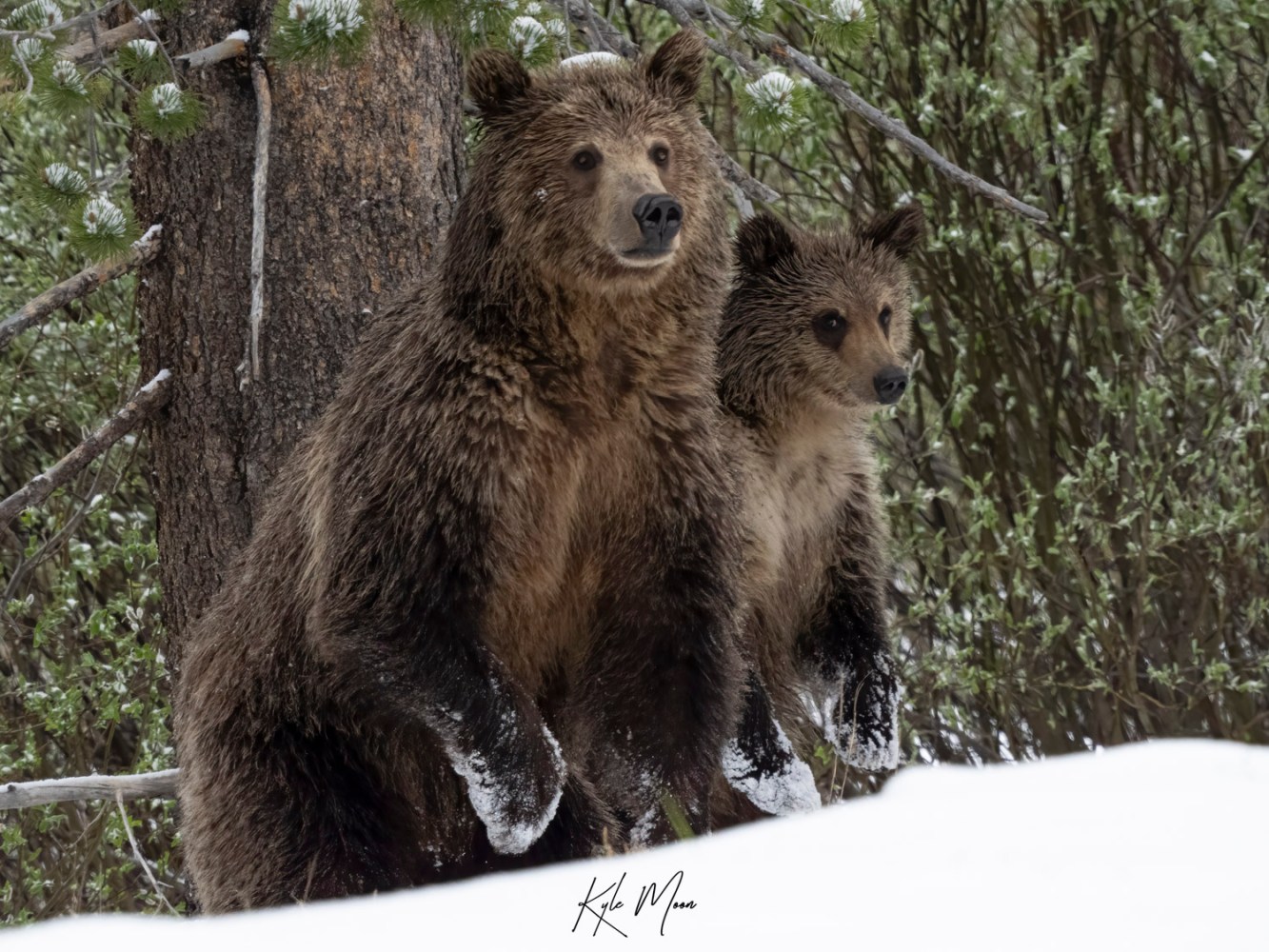 a brown bear standing next to a forest