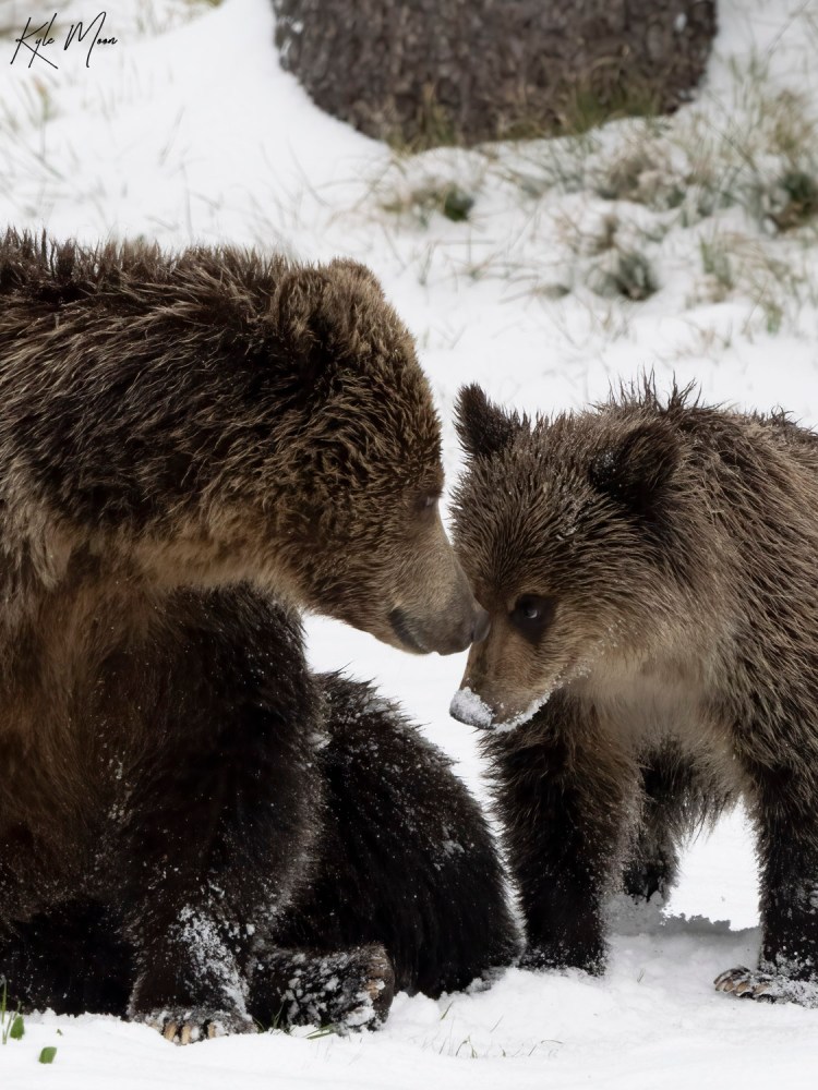 a bear that is standing in the snow