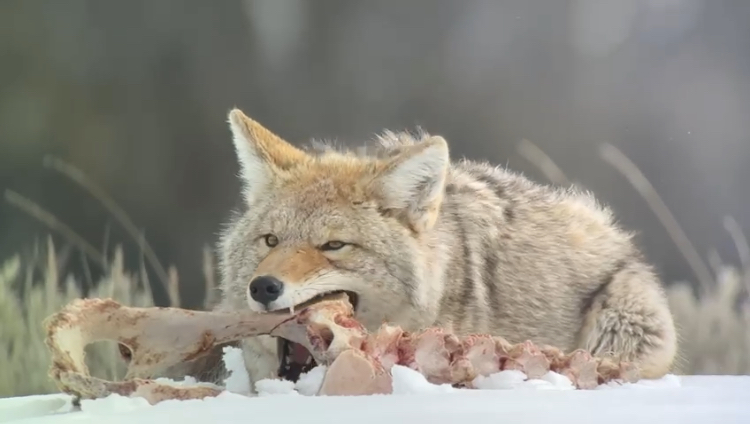 Coyote scavenging in Yellowstone National Park