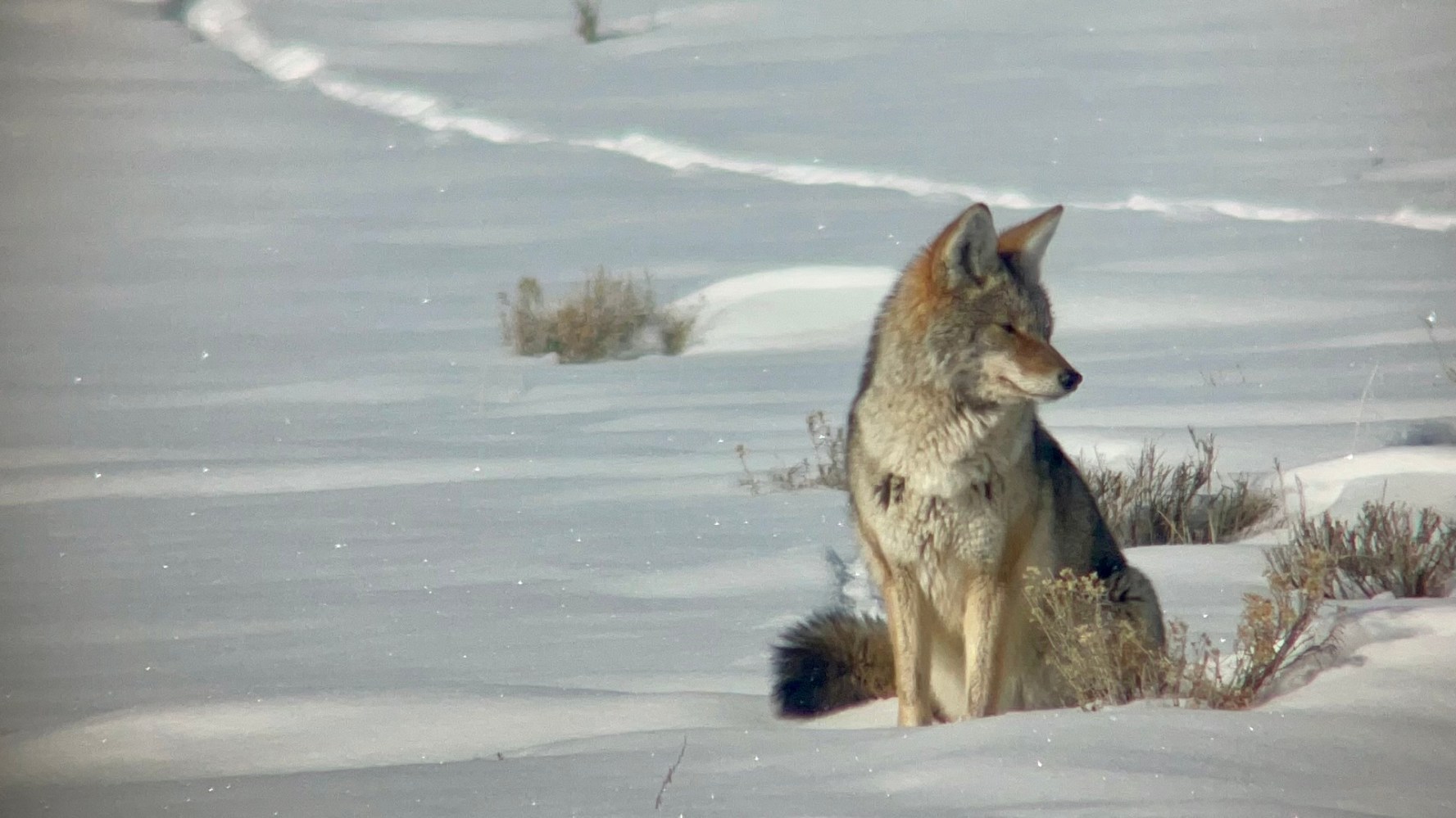 coyote in winter