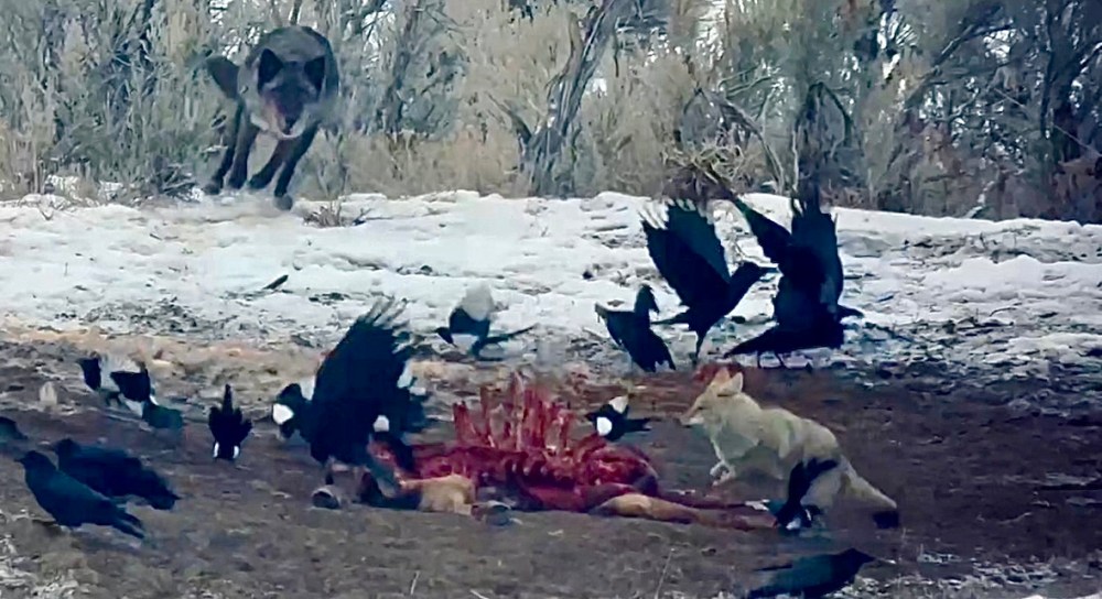 A wolf chases a coyote off of a carcass in the Lamar Valley during winter.