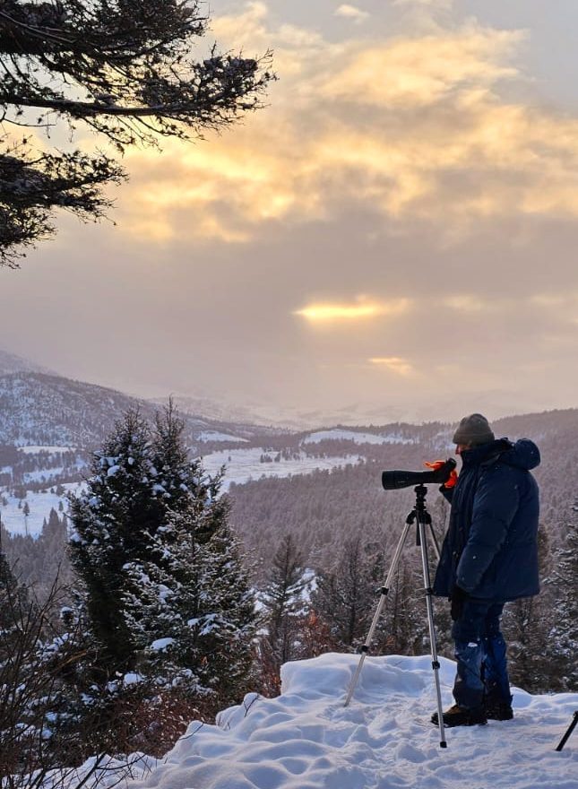 Rick McIntyre searches for distant wolves on as the sun rises on Yellowstone's Northern Range.