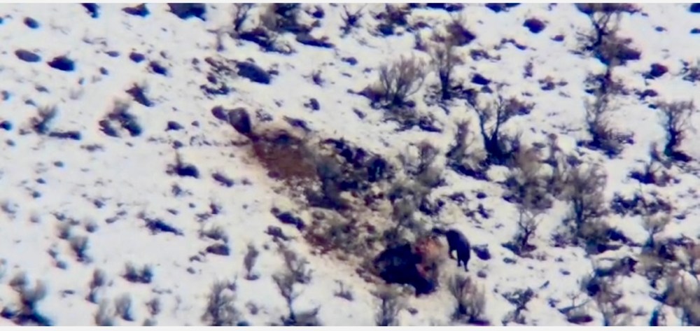 Junction Butte wolves on a bison carcass