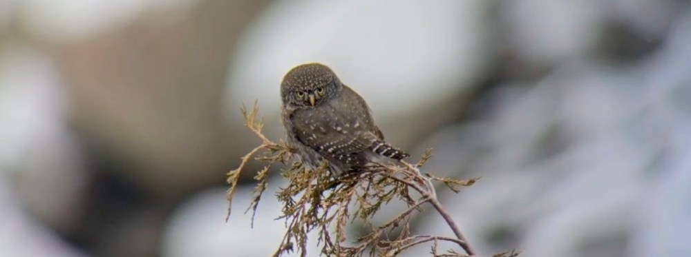 Pygmy owl preparing to hunt.