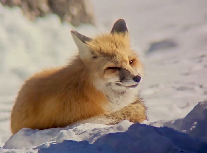 a fox covered in snow