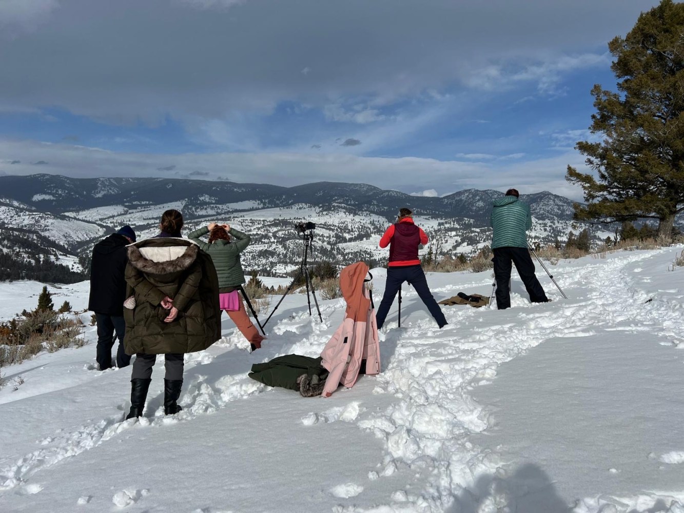 Participants spread out in the morning light observing the Junction Butte wolves feeding on a bison carcass in Yellowstone.