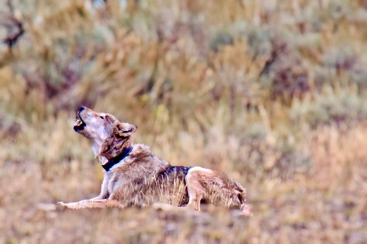 Junction Butte matriarch 907F in August of 2024 @ age 11. Photo courtesy of YW Lead Naturalist Matt D.