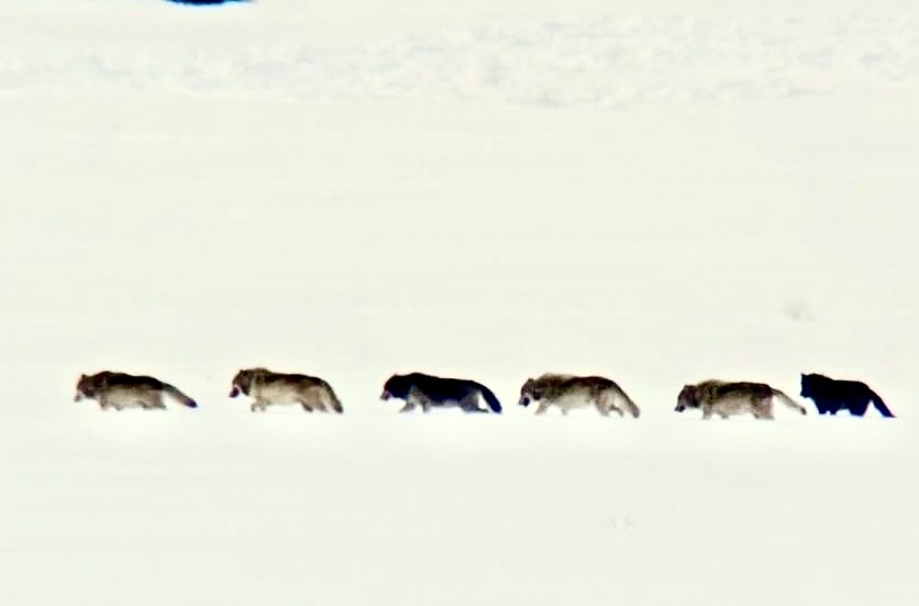 A pack of Yellowstone wolves travels single file through the snow.