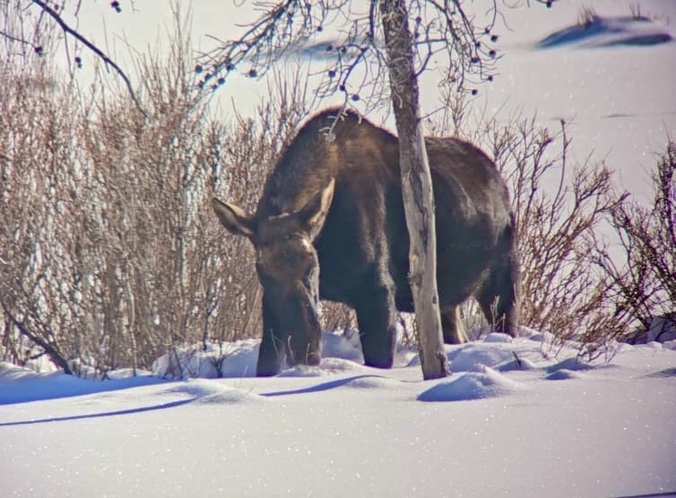 an animal standing in the snow